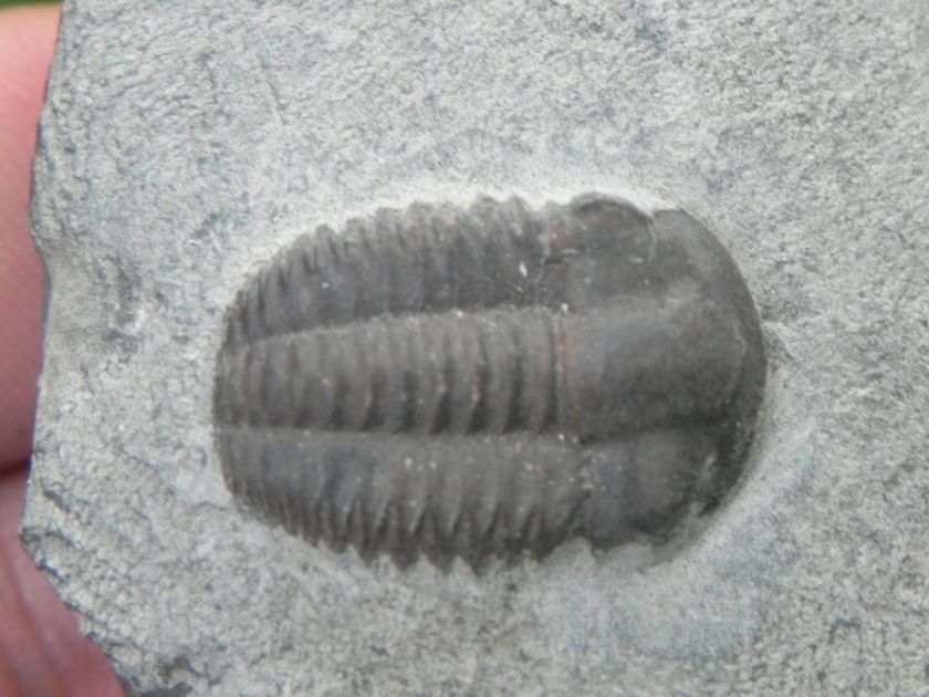   Ellipsocephalus Hoffi Cambrian 542 MILLION YEARS OLD FOSSIL   