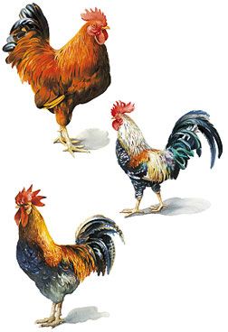 Roosters 25 Wallies New Kitchen Rooster Chicken Stickers Decals 