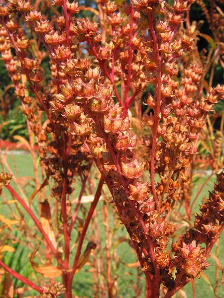 500 VIRGINIA DITCH STONECROP SEDUM Flower Seeds + Gift  