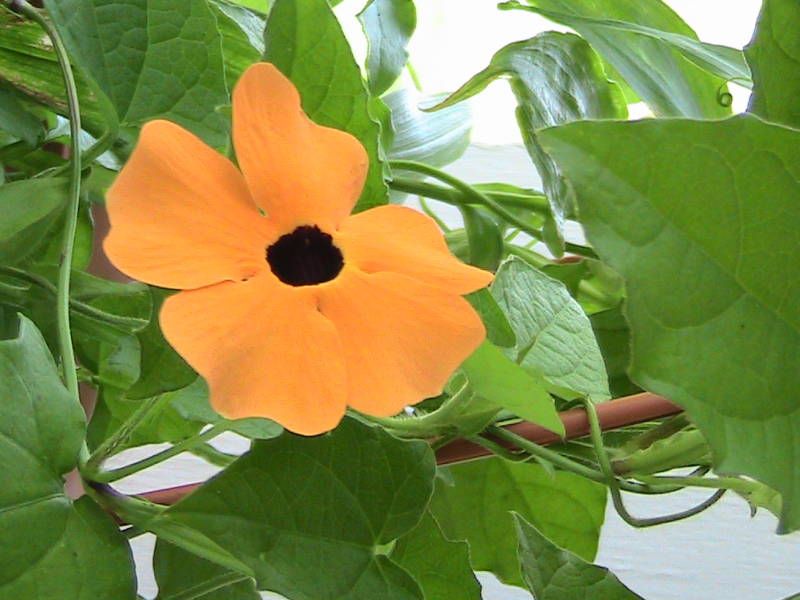 Black Eyed Susan Vine Seed GREAT 4 HANGING BASKETS  