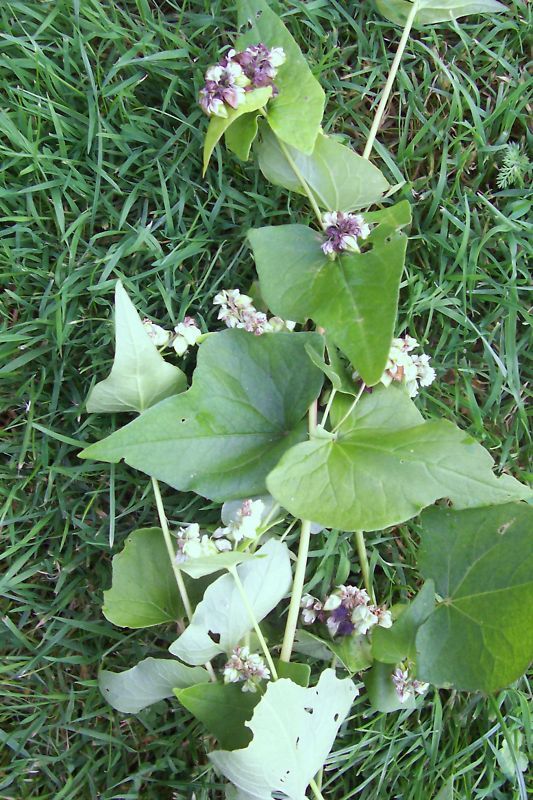 BUCKWHEAT SEEDS 8 lbs Deer Plot Seed, Pheasant, Turkey Forage Green 