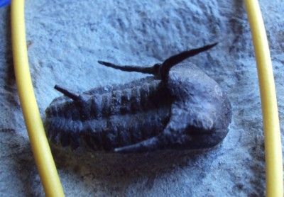   NATURAL KINGASPIS FOSSIL TRILOBITE. CAMBRIAN. PERFECT DISPLAY  