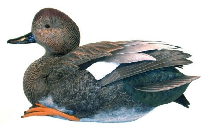 Spring Plumage Gadwall Duck Decoy     