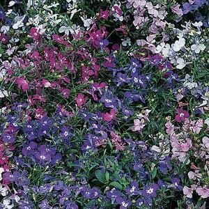 RIVIERA MIX LOBELIA 30 MULTI PLTD SEEDS LOVELY COMBO  