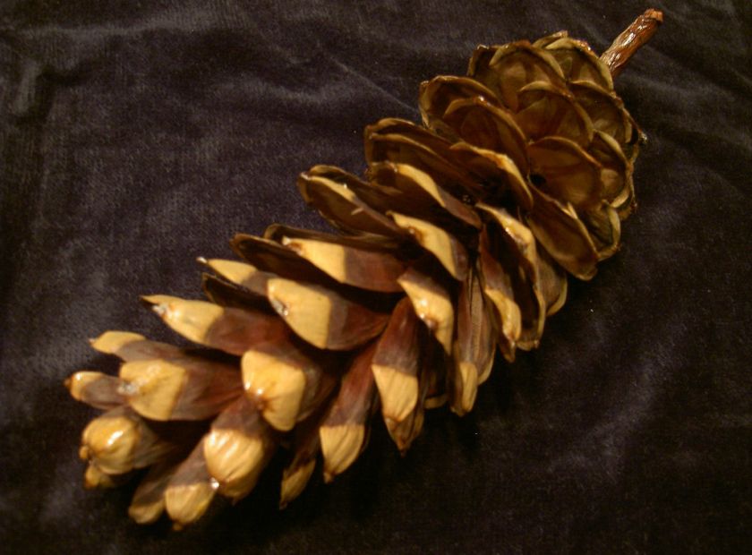 Western White Pine Cones / more unique than Sugar Pine  