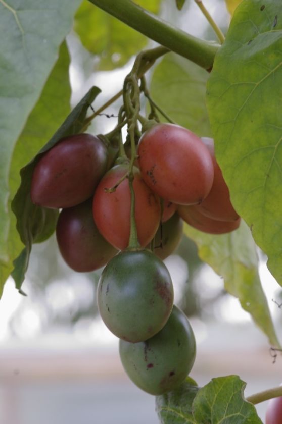 Red Tomarillo Seeds Tree Tomato (Multi Qty)  