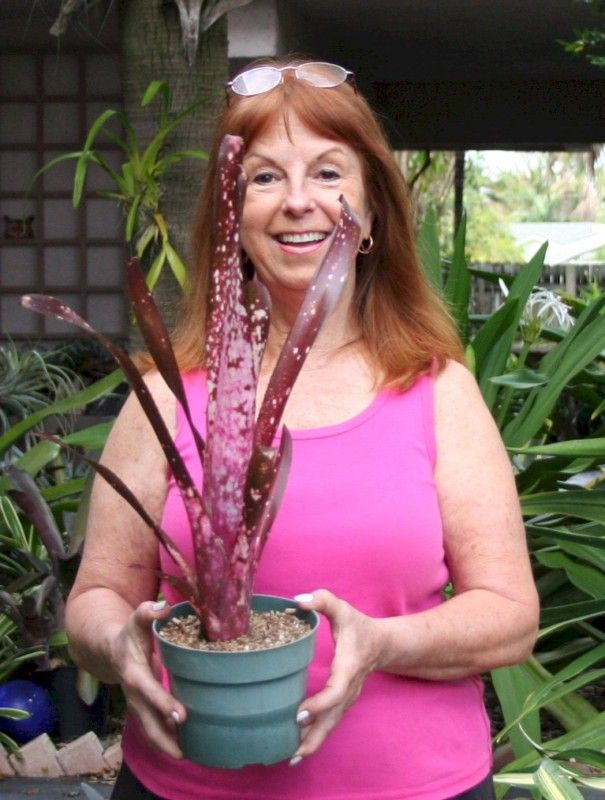 BROMELIAD Billbergia HALLELUJAH BEST PINK  