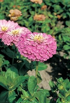 Zinnia Benary Giant Lilac Seeds  