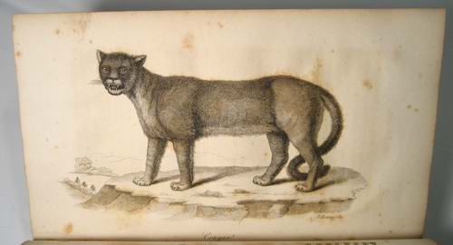 American Natural History Vol 1 John Godman, Animal Engravings, 1826 