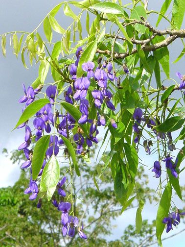 Bolusanthus speciosus, AFRICAN WISTERIA TREE ~PLANT~  